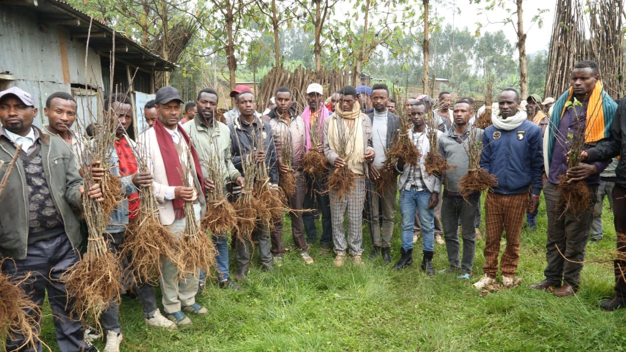 በምርምር የበለጸገ የአፕል ችግኝ ለአርሶ አደሮች ተሰራጨ